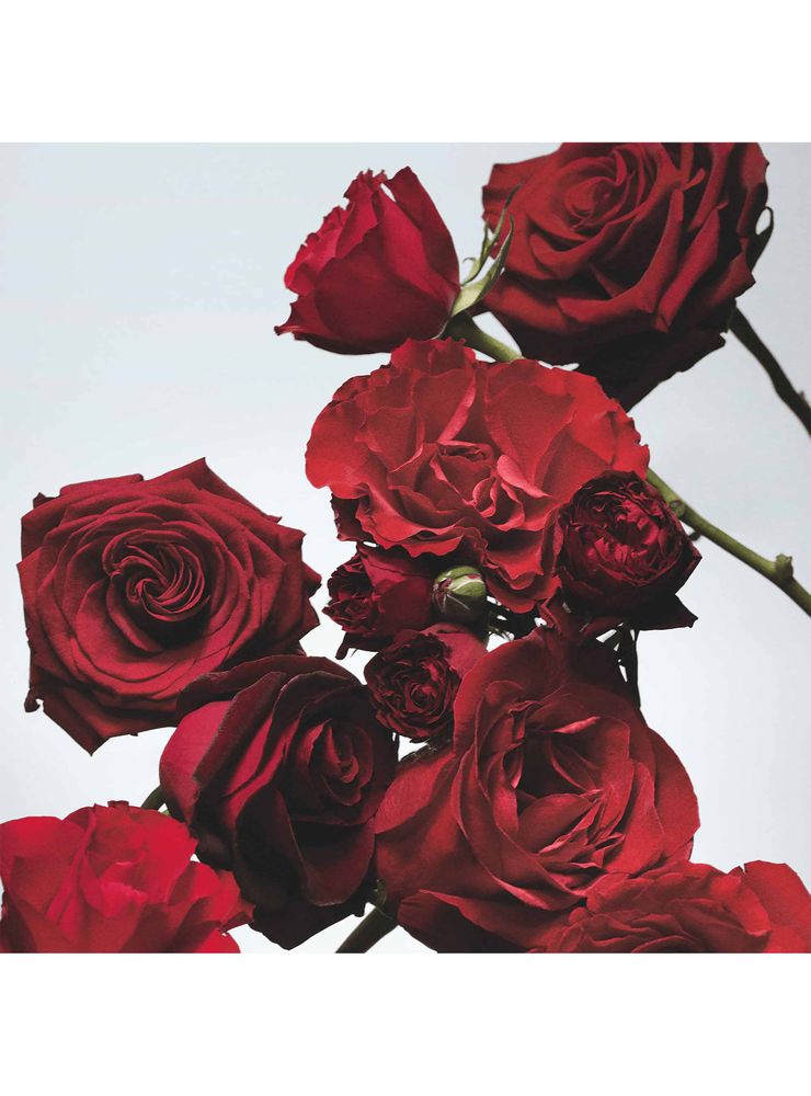 Jo Malone London Red Roses EDC 100 ml, foto 4