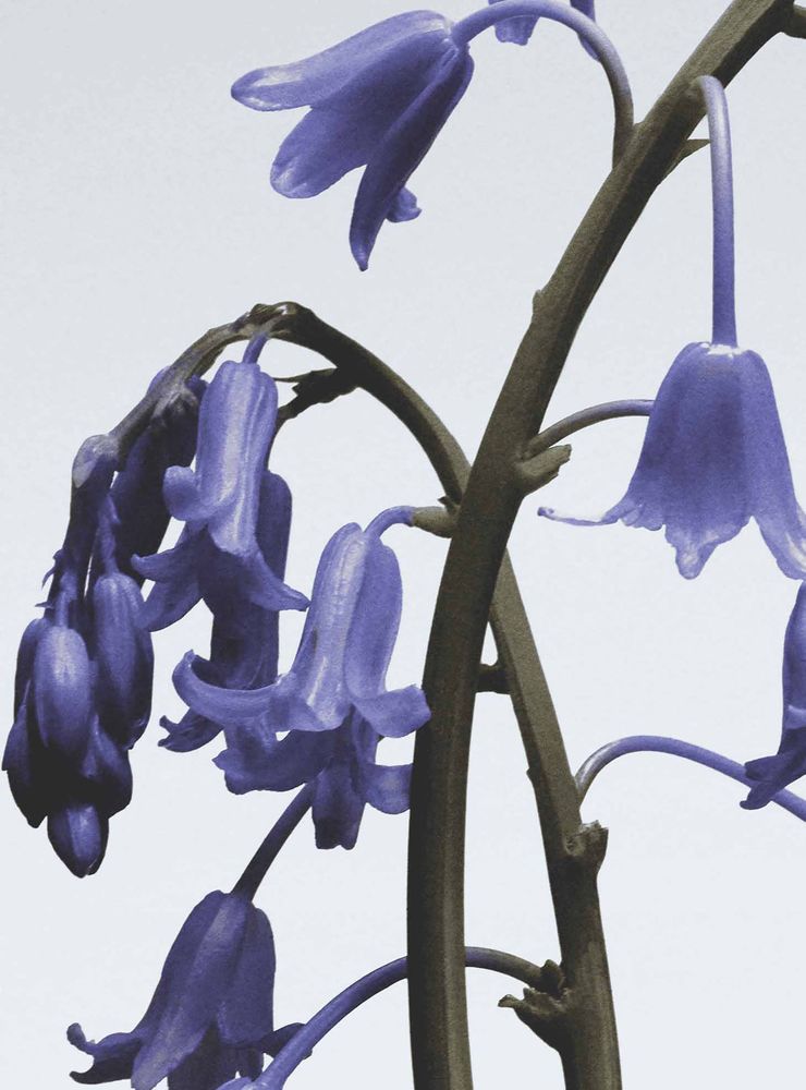Jo Malone London Wild Bluebell EDC 30 ml, foto 4