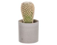 Planta artificial Suculenta D Outzen.