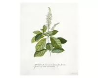 Lámina decorativa 50.8x40.8 cm D2