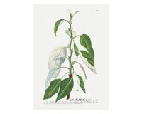 Lámina decorativa 70.8x50.8 cm D2