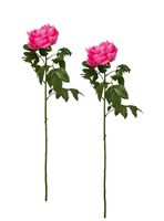 Set de 2 Peonías 75 cm Rosada