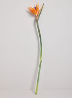 Flor Ave del Paraíso Naranja