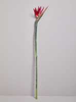 Flor Ave el Paraíso Roja