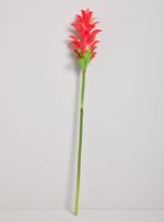Flor de Cúrcuma Roja