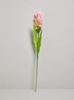 Flor de Cúrcuma Rosada