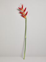 Flor de Heliconia Roja