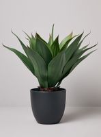 Planta Decorativa Agave 48 cm
