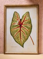 Cuadro Hoja 50x70 cm