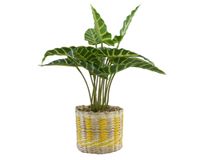 Planta decorativa artificial México D2