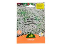 Semilla corriente sin desinfectar aliso marítimo cesta plata vita