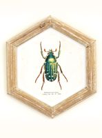 Cuadro Bicho 26x30 cm Verde