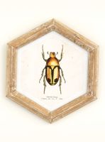 Cuadro Bicho 26x30 cm Dorado