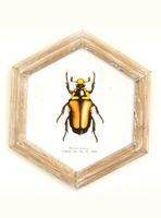 Cuadro Bicho 26x30 cm Naranjo