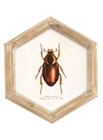 Cuadro Bicho 26x30 cm Café