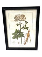 Cuadro Botánico 6 30x40 cm