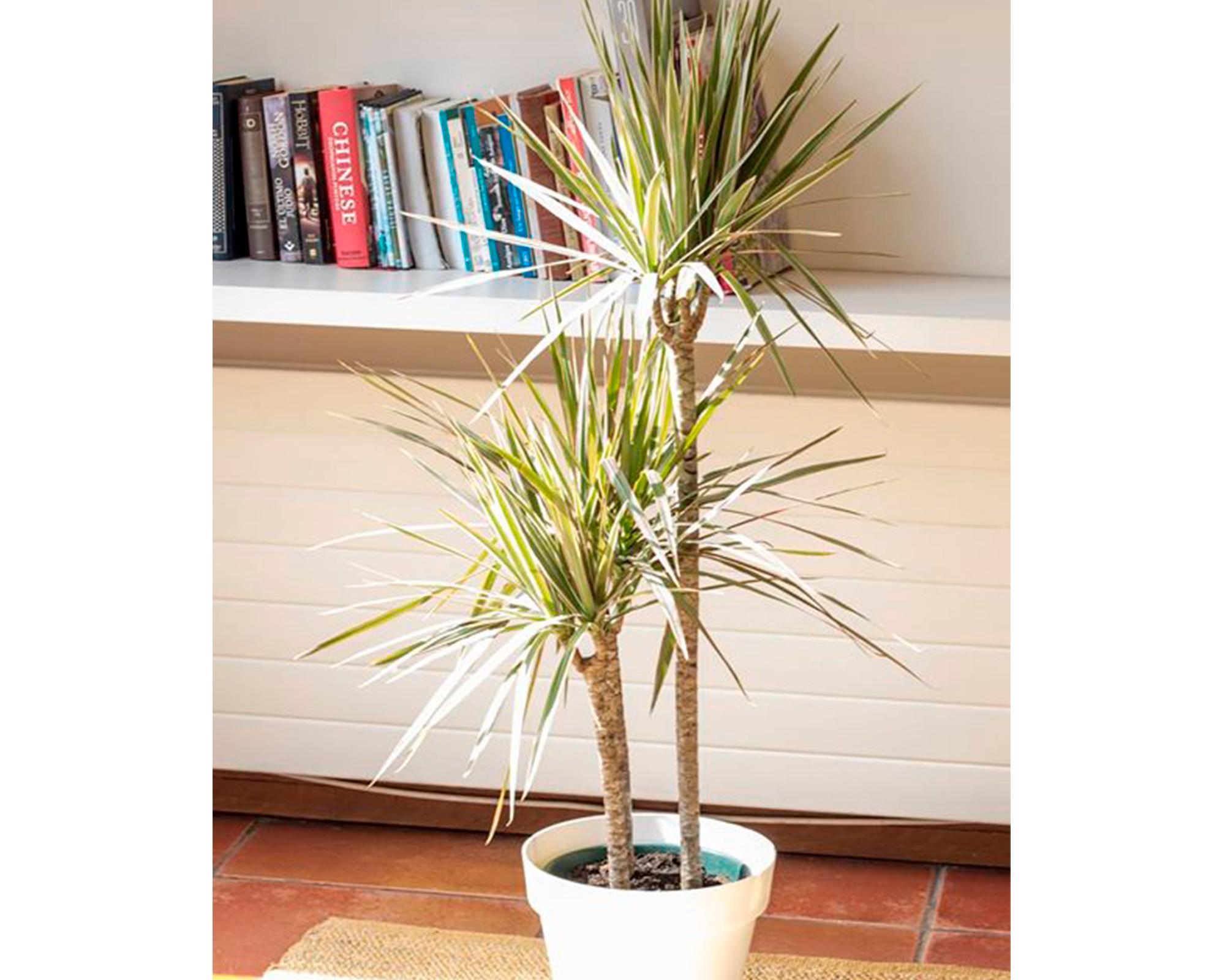 Macetero Bio 25 cm Clásico blanco-3