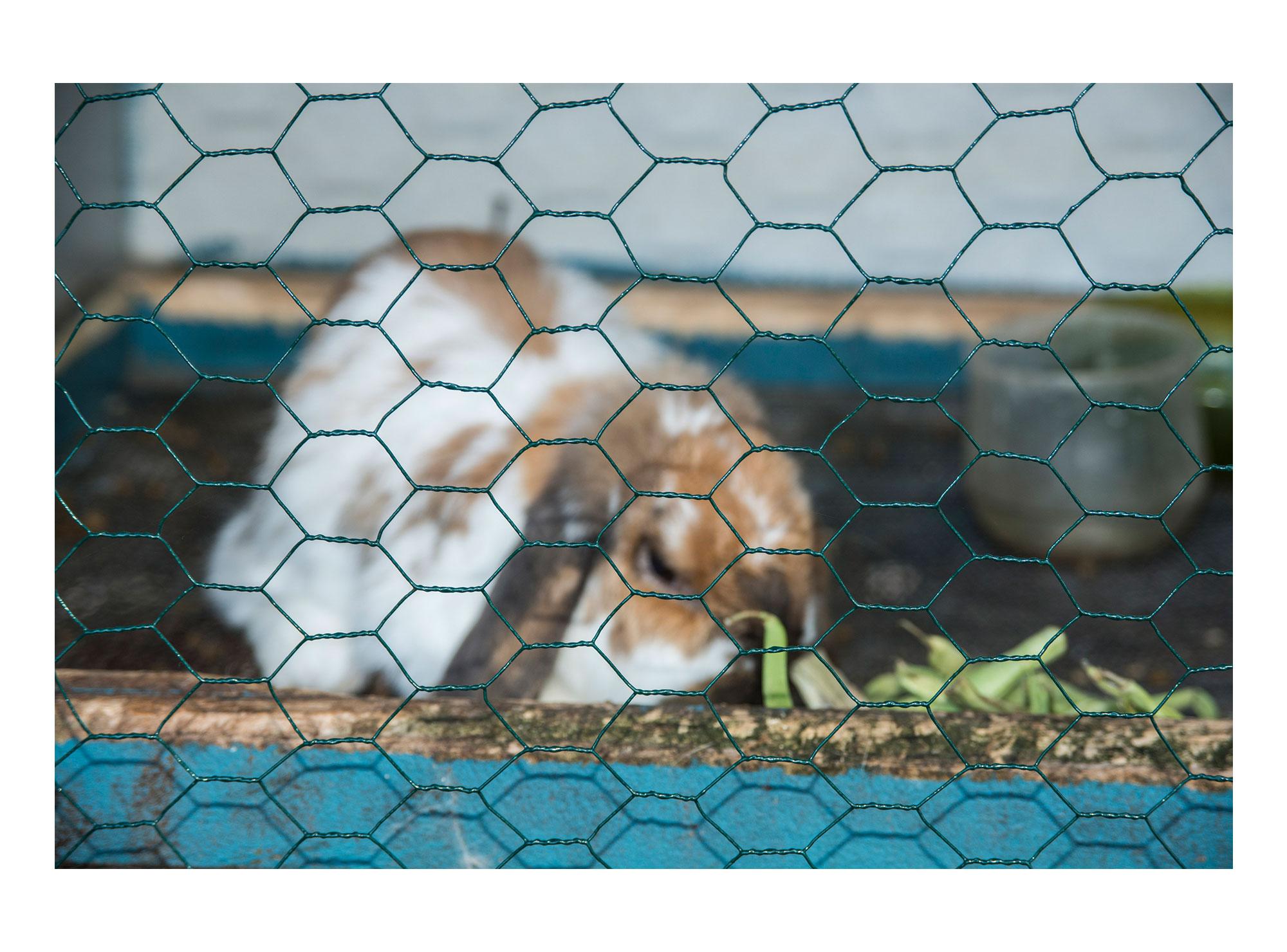 Malla hexagonal 80 cm 3 m x 1'' Inchalam-1