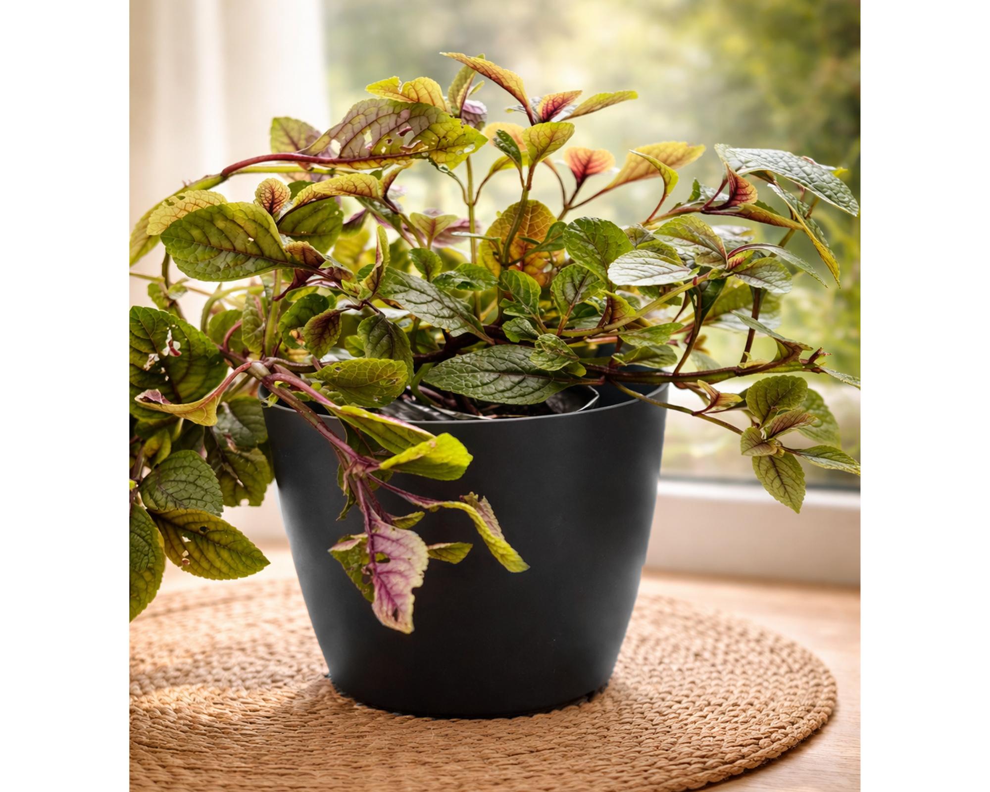 Set 4 maceteros Bio Bamboo Actual gris/blanco 18x24 cm-5