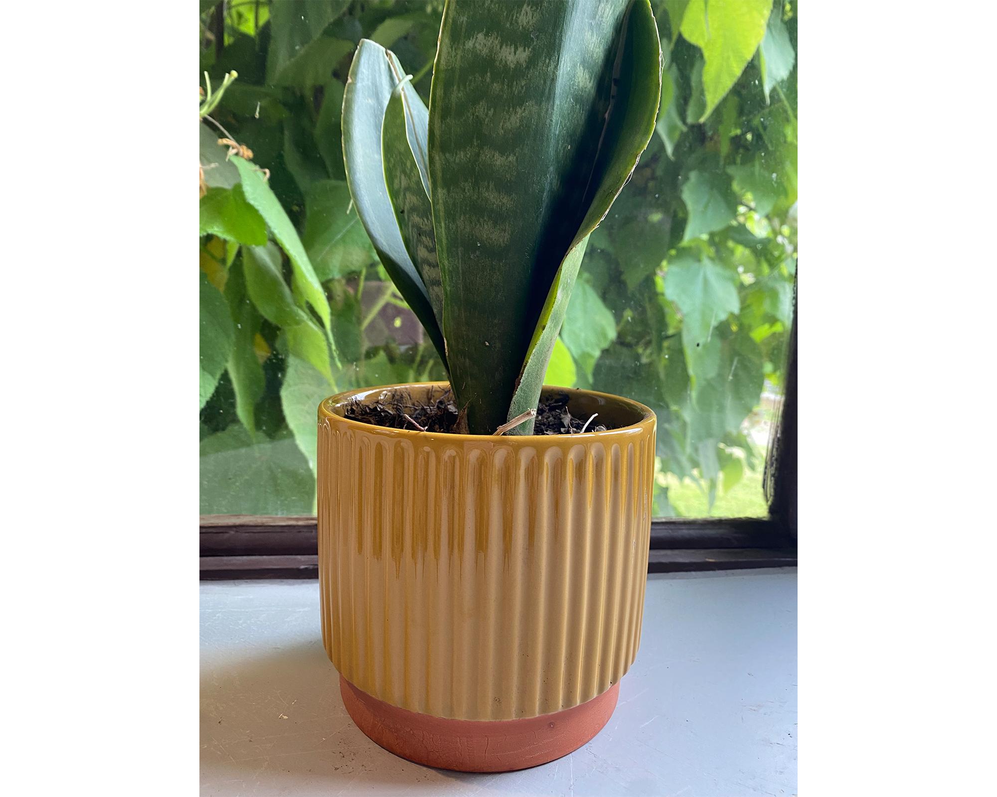 Macetero enlozado mostaza 14x12x12 cm-2