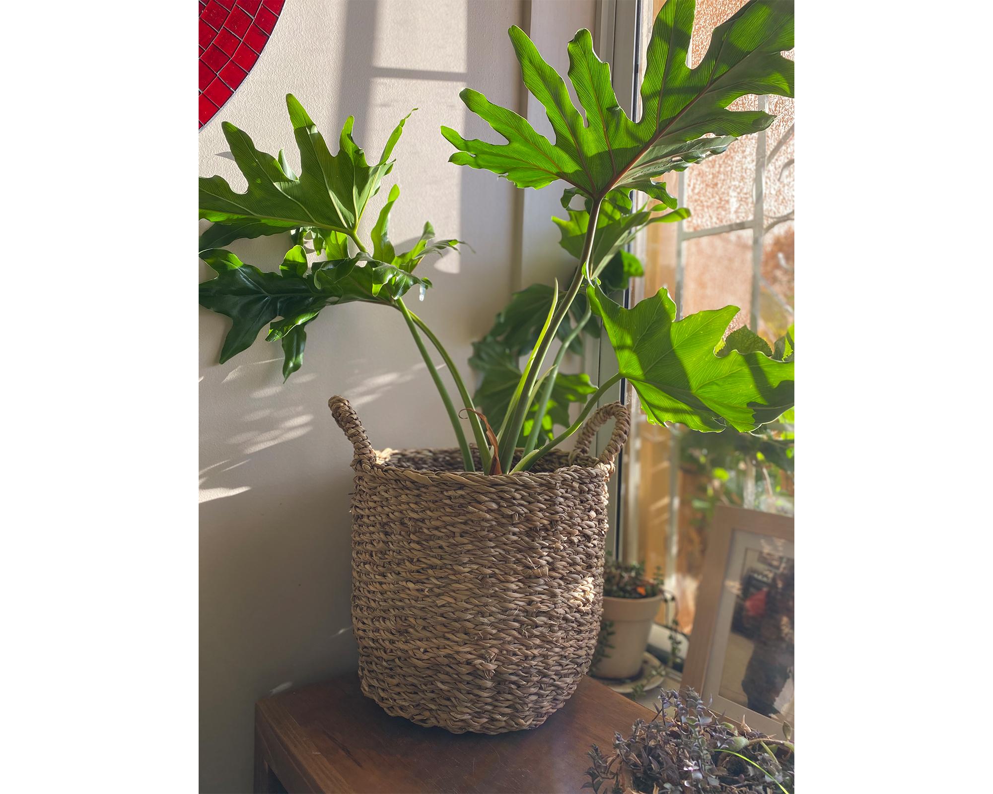 Cesto Delhi natural Decogreen-3