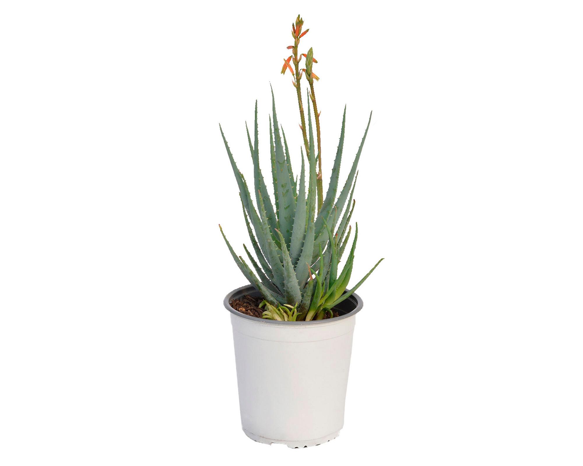 Planta natural Aloe Blue Elf Vch 19-0