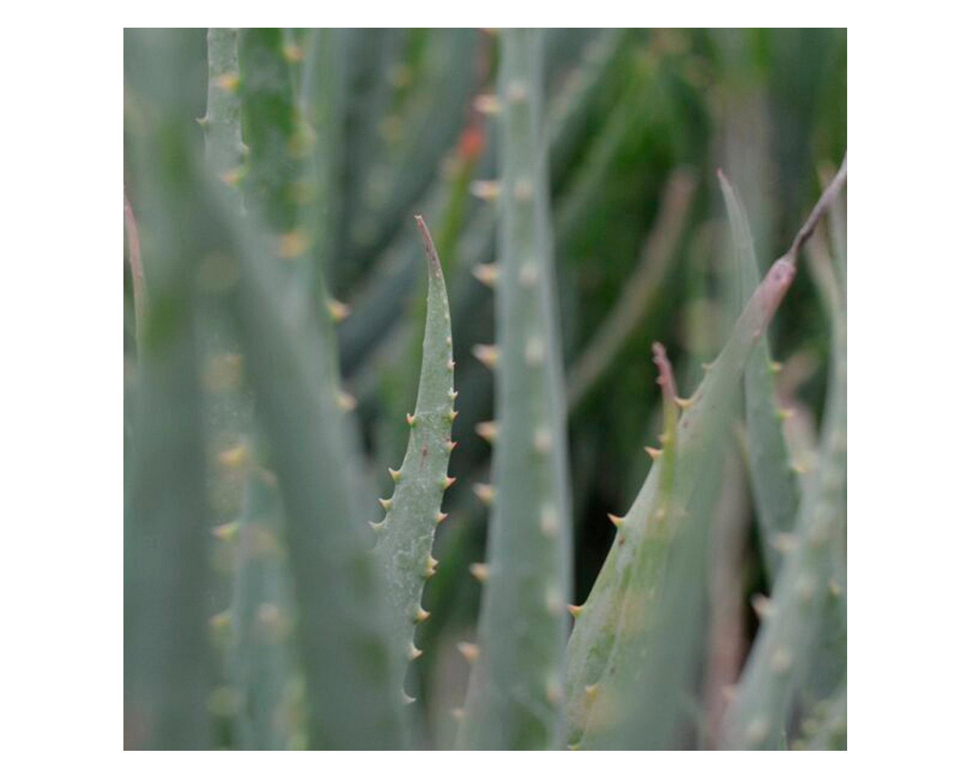 Planta natural Aloe Blue Elf Vch 19-1