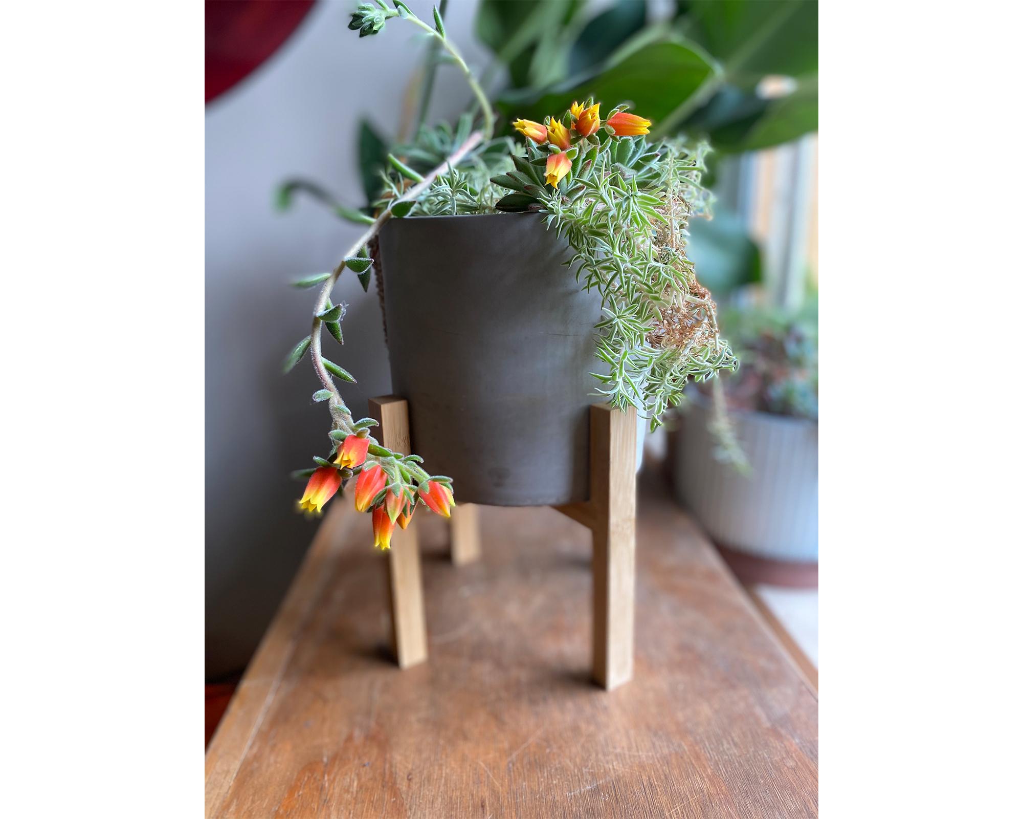 Macetero cilindro cemento con pedestal bamboo 25x19 cm-2