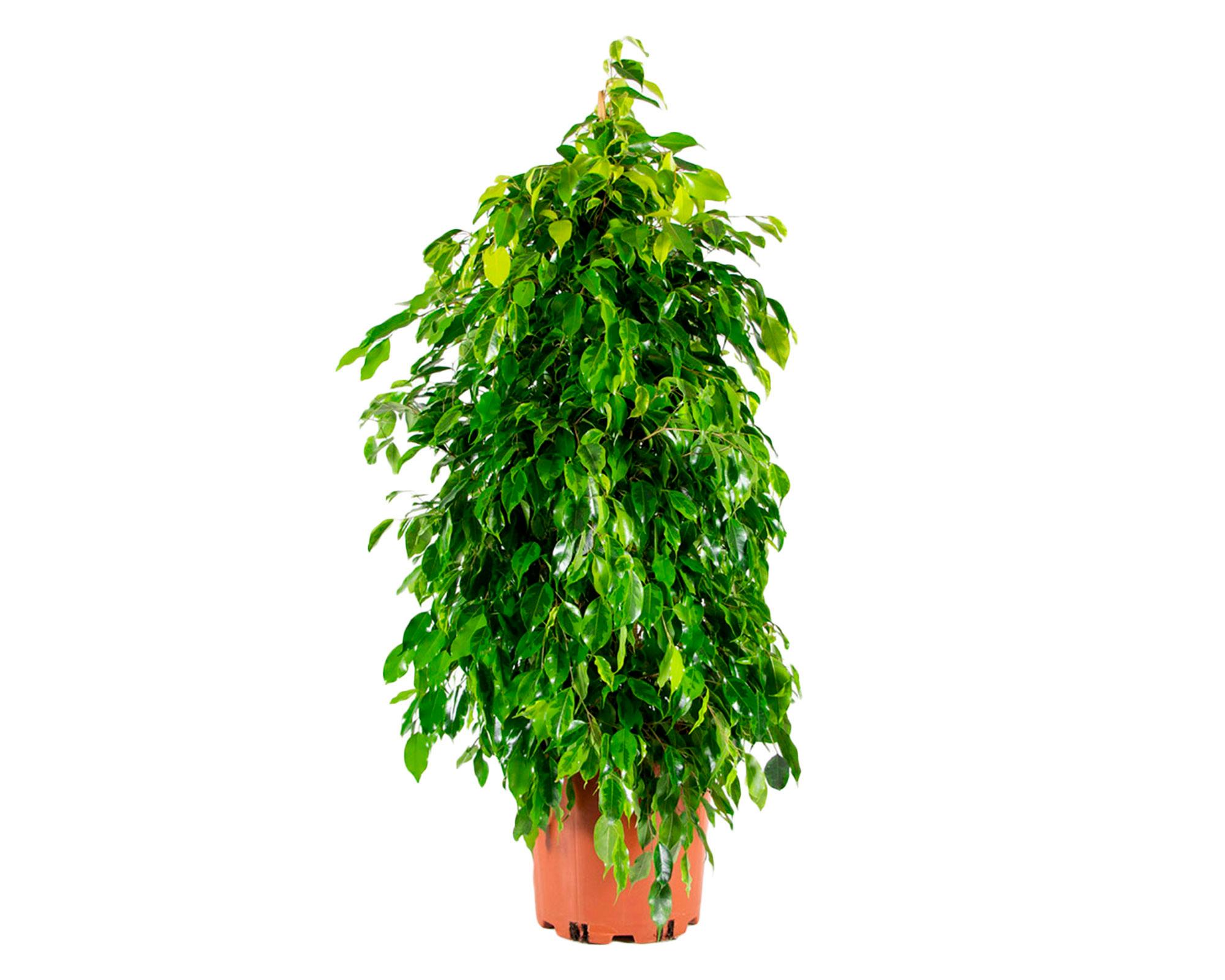 Planta natural Ficus Anastasia 100x30 cm-0