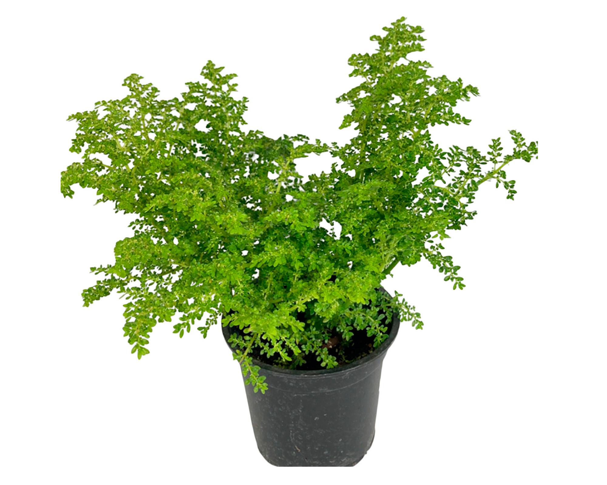Planta natural Helecho arroz 30x15 cm-0