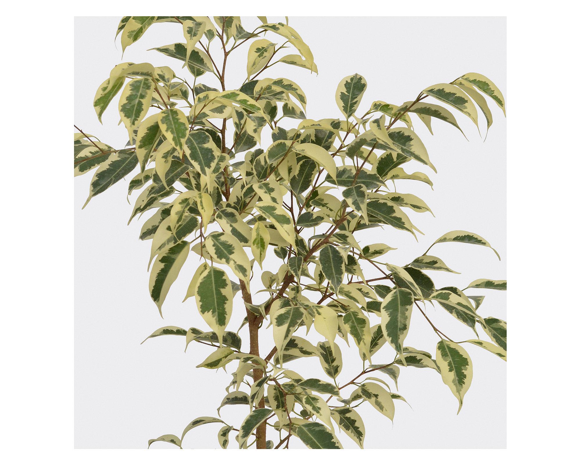 Planta natural Ficus Variegado XL Mci 21-1