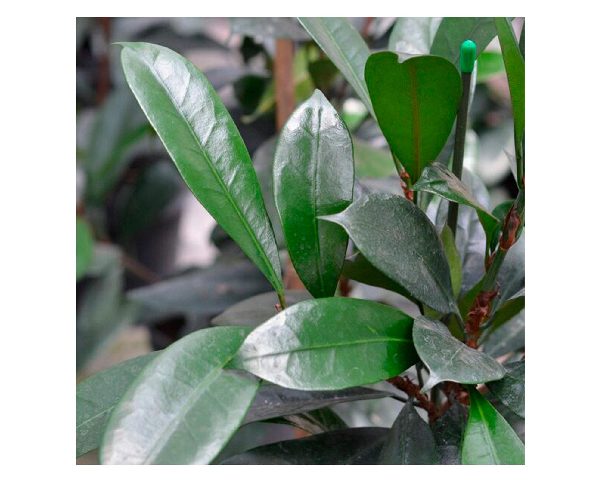 Planta natural Ficus Cyathistipula Xl MCI 29-1