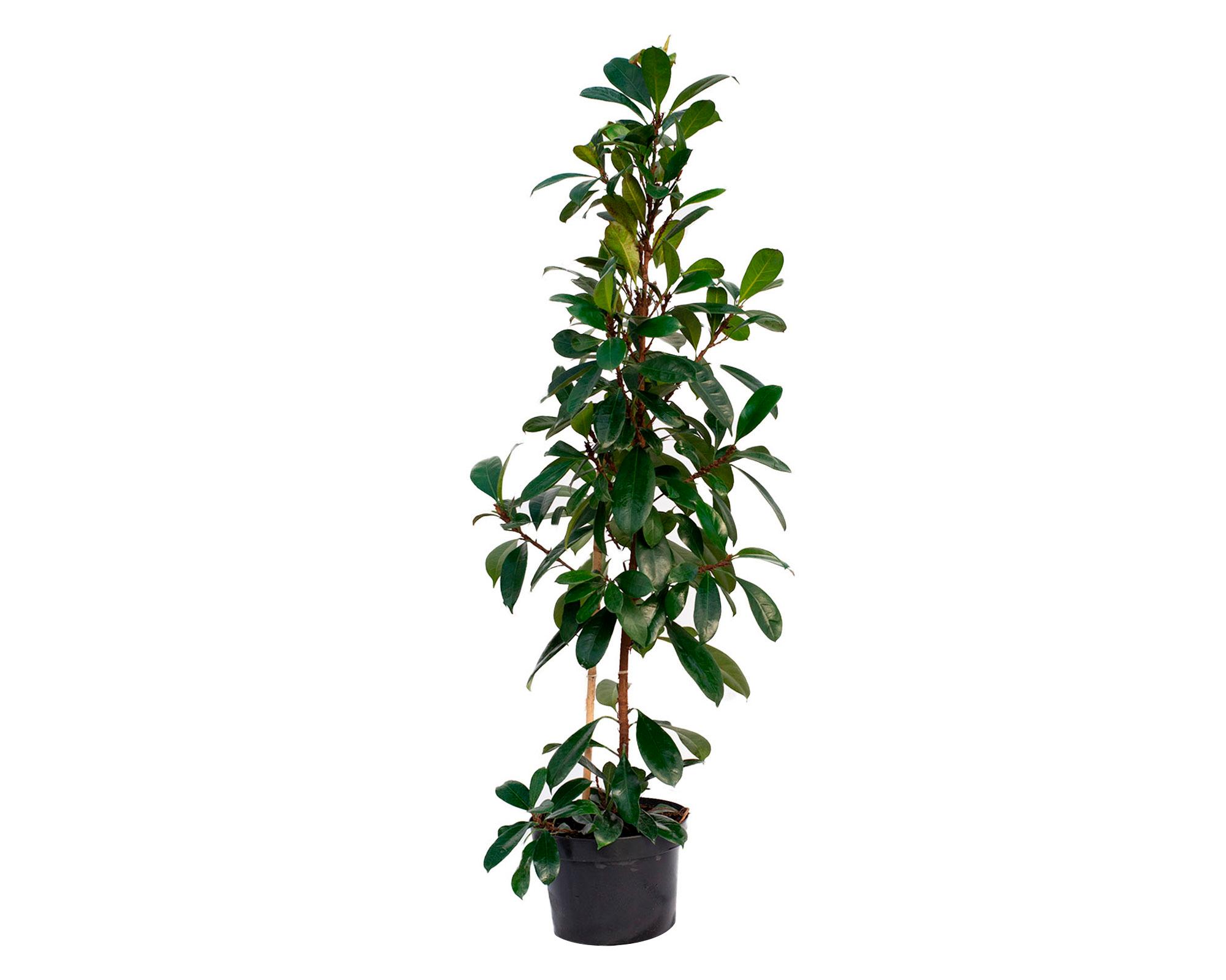 Planta natural Ficus Cyathistipula Xl MCI 29-0