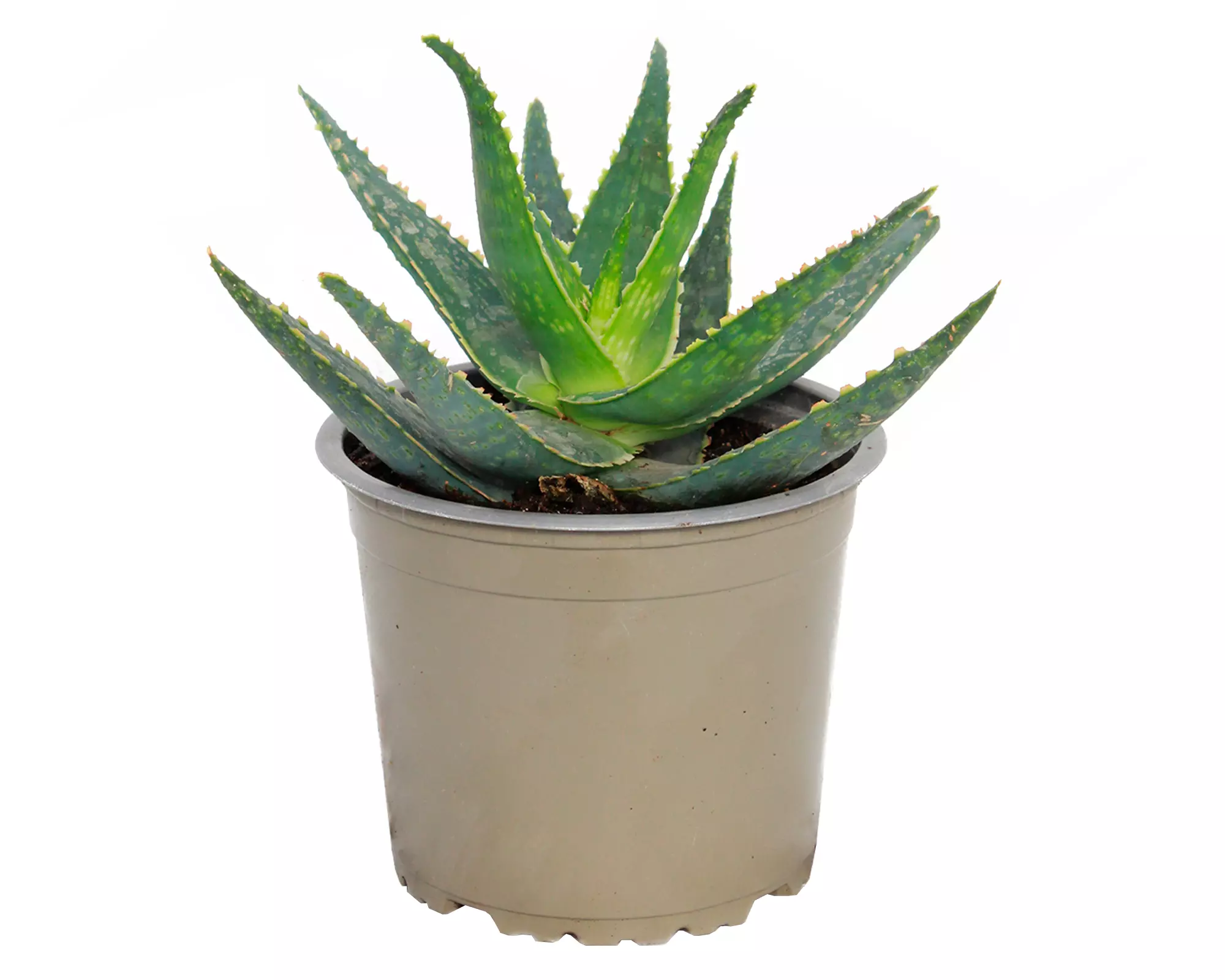 Planta natural Aloe fragilis VCG 13 18x13 cm-0