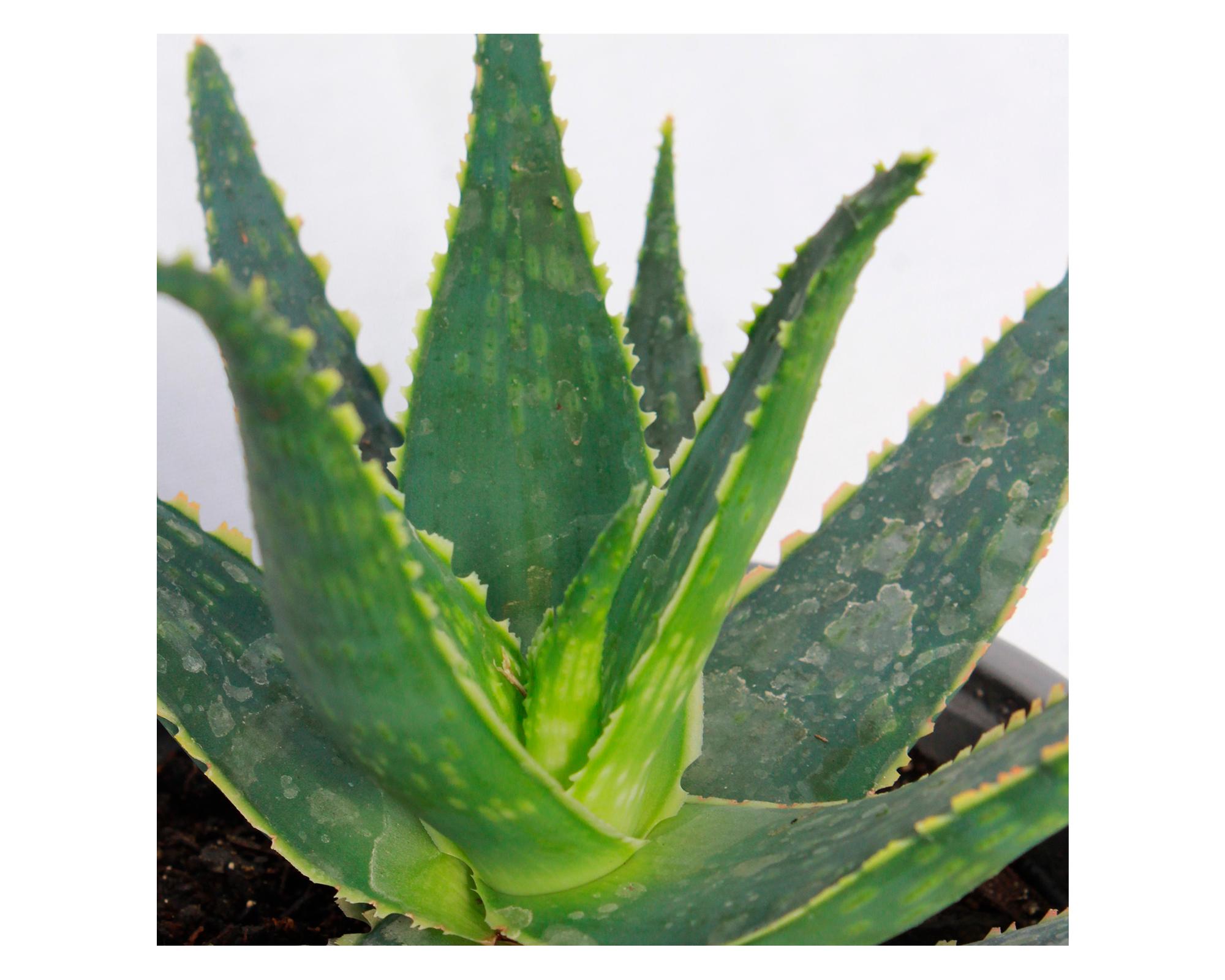 Planta natural Aloe fragilis VCG 13 18x13 cm-1