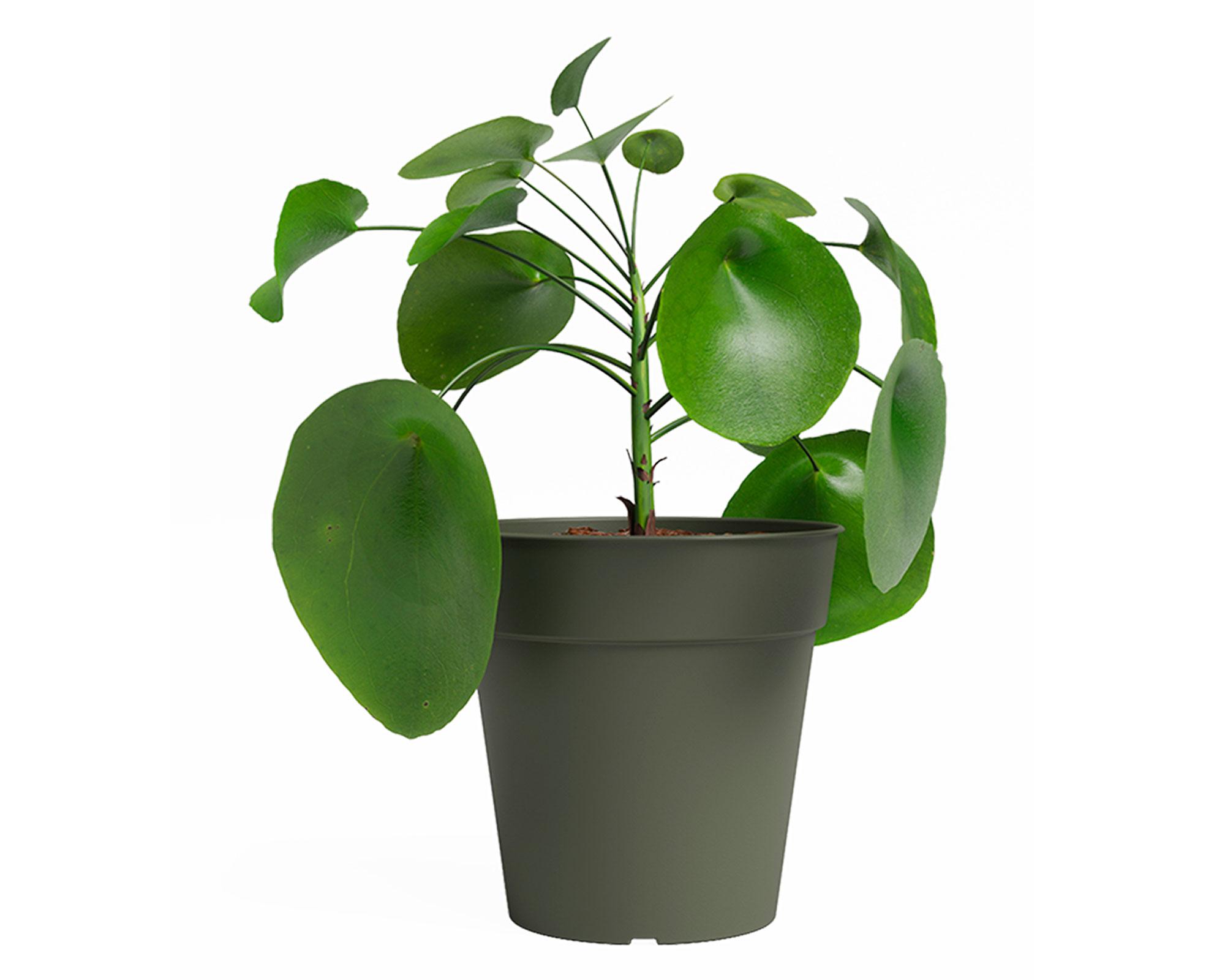 Maceta Madagascar 35 cm-2