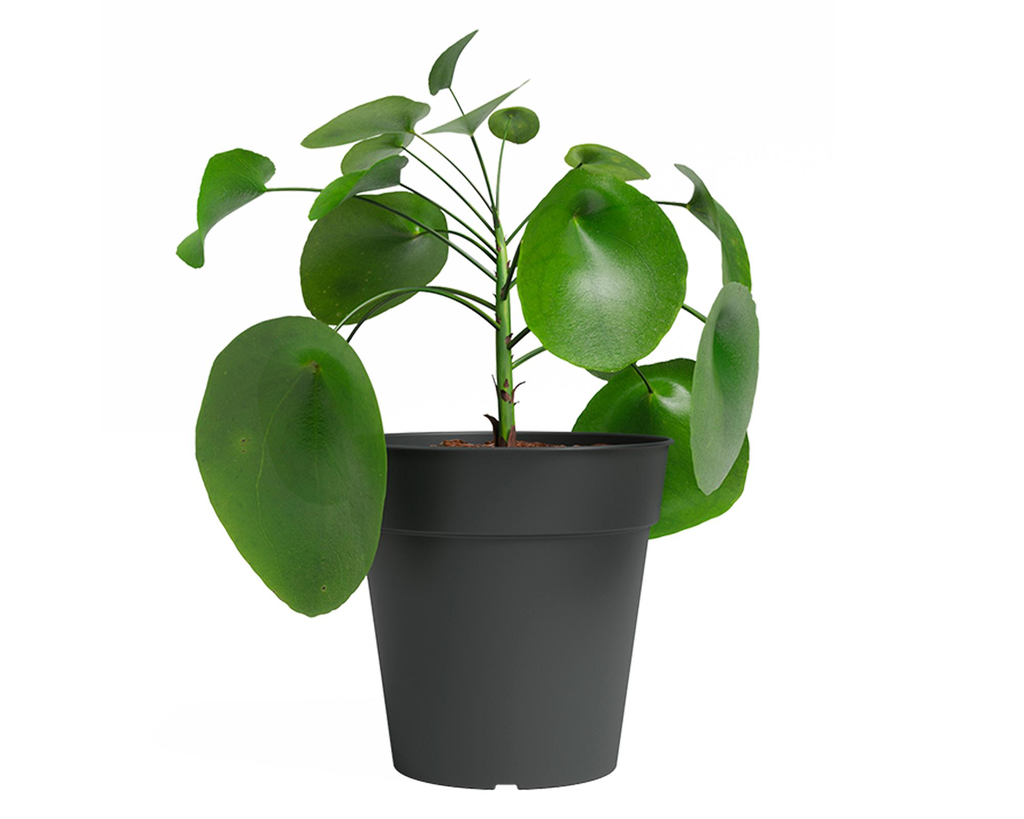 Maceta Madagascar antracita 27 cm-2