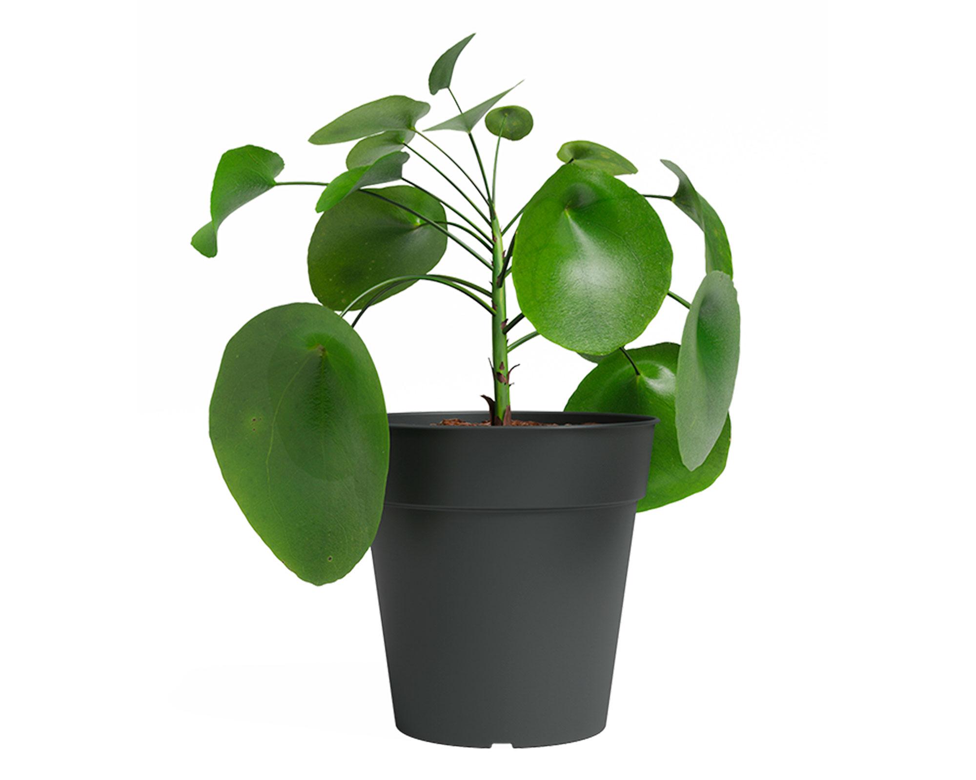 Maceta Madagascar antracita 35 cm-3