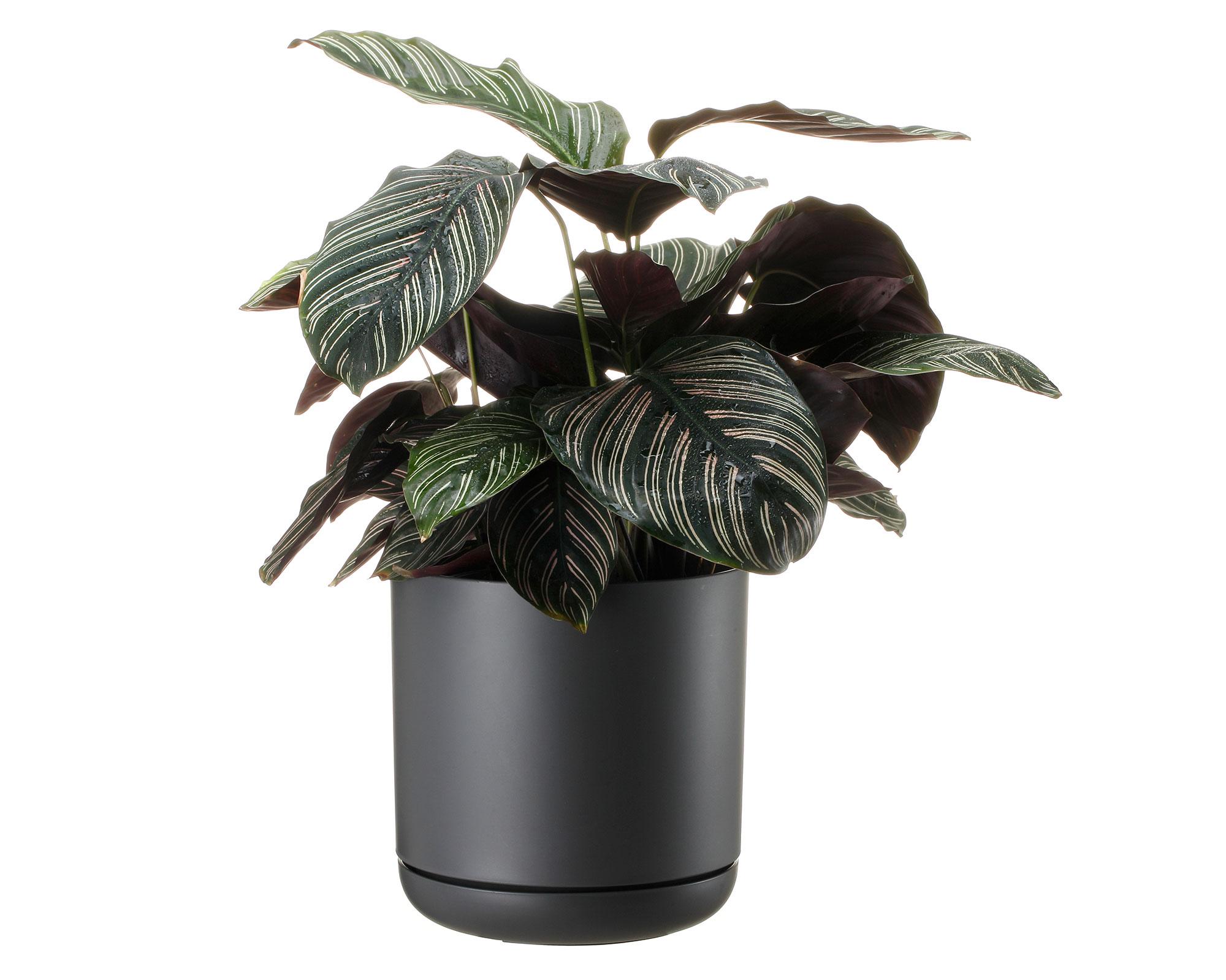 Maceta Oleander negro 19 cm-5