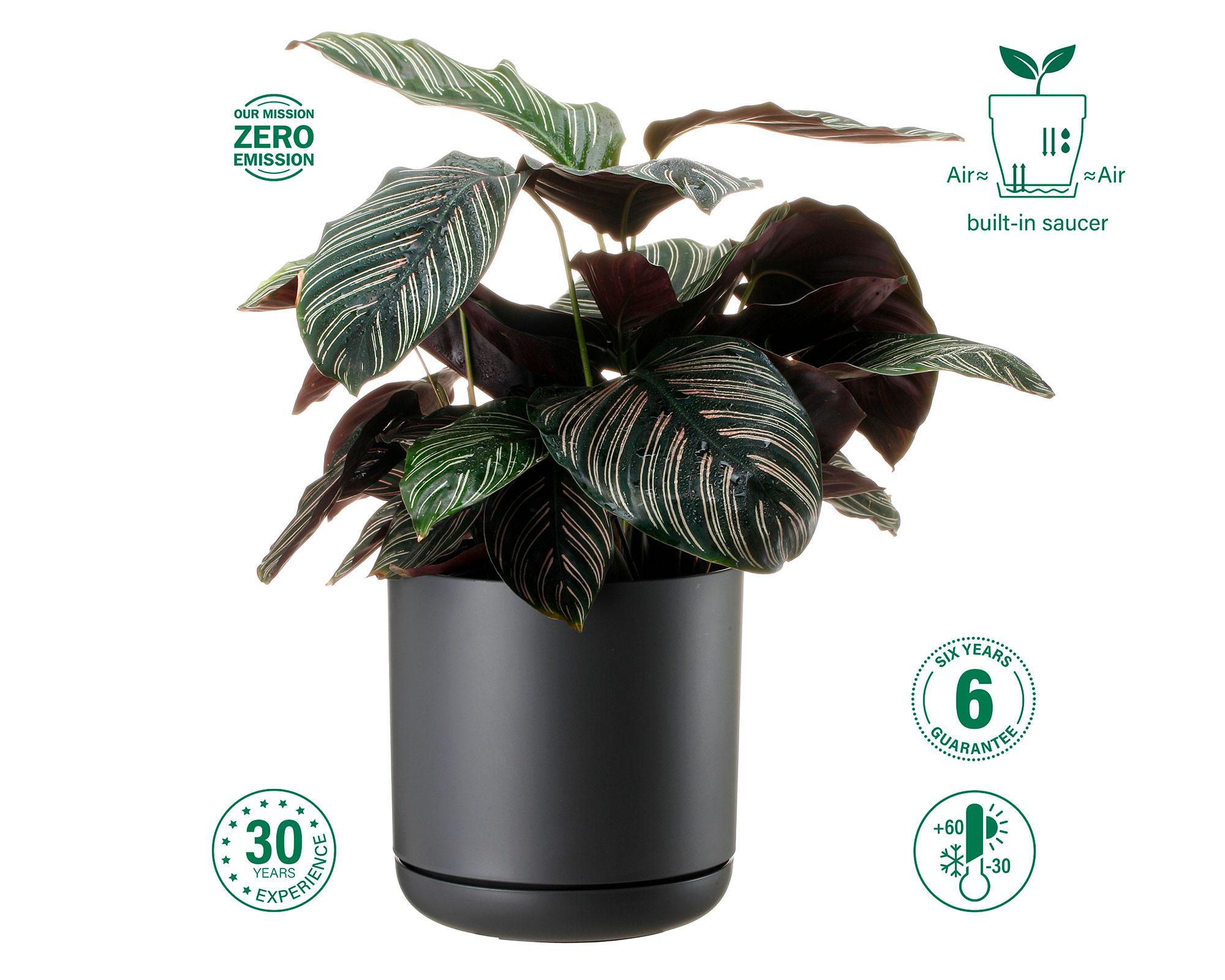 Maceta Oleander negro 19 cm-4