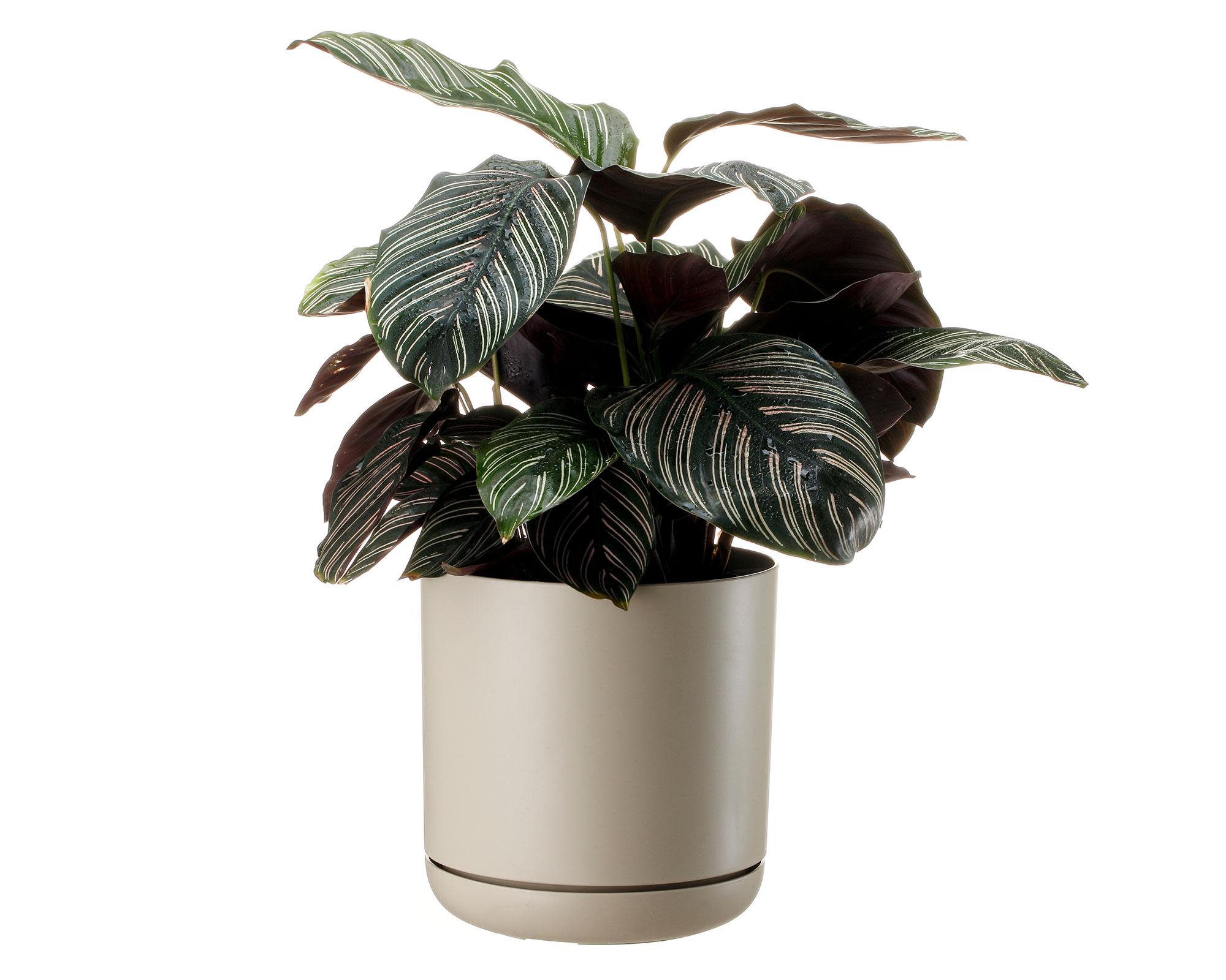 Maceta Oleander ecru 19 cm-4