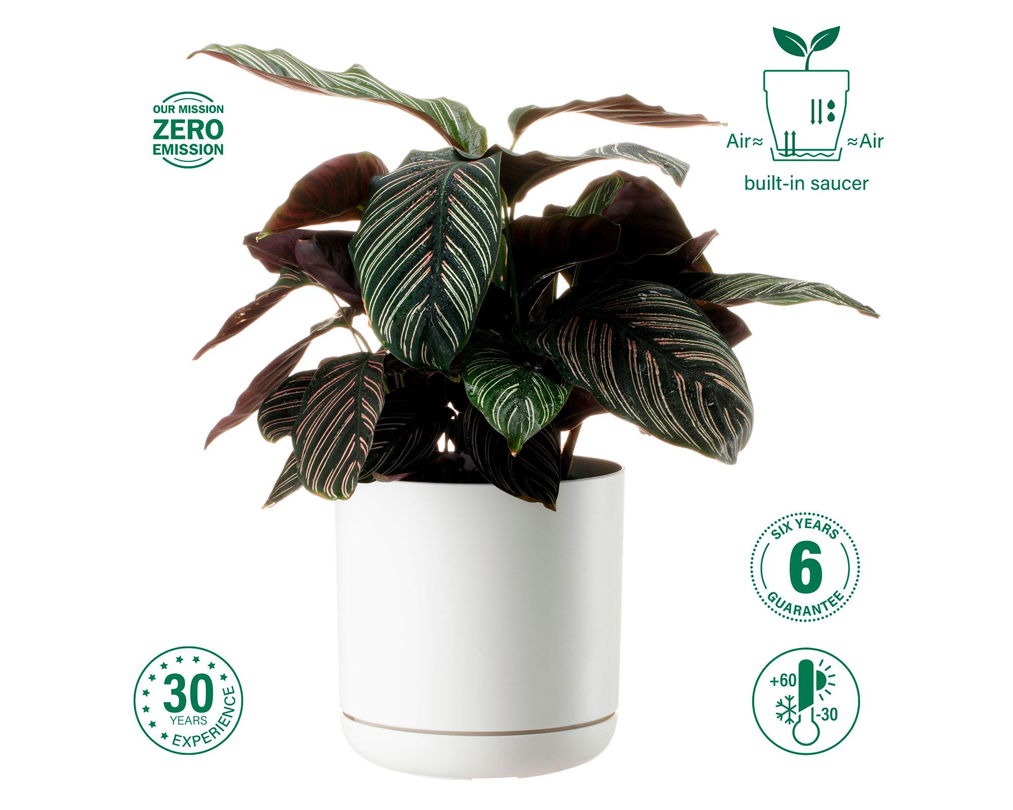 Maceta Oleander blanco 19 cm-5