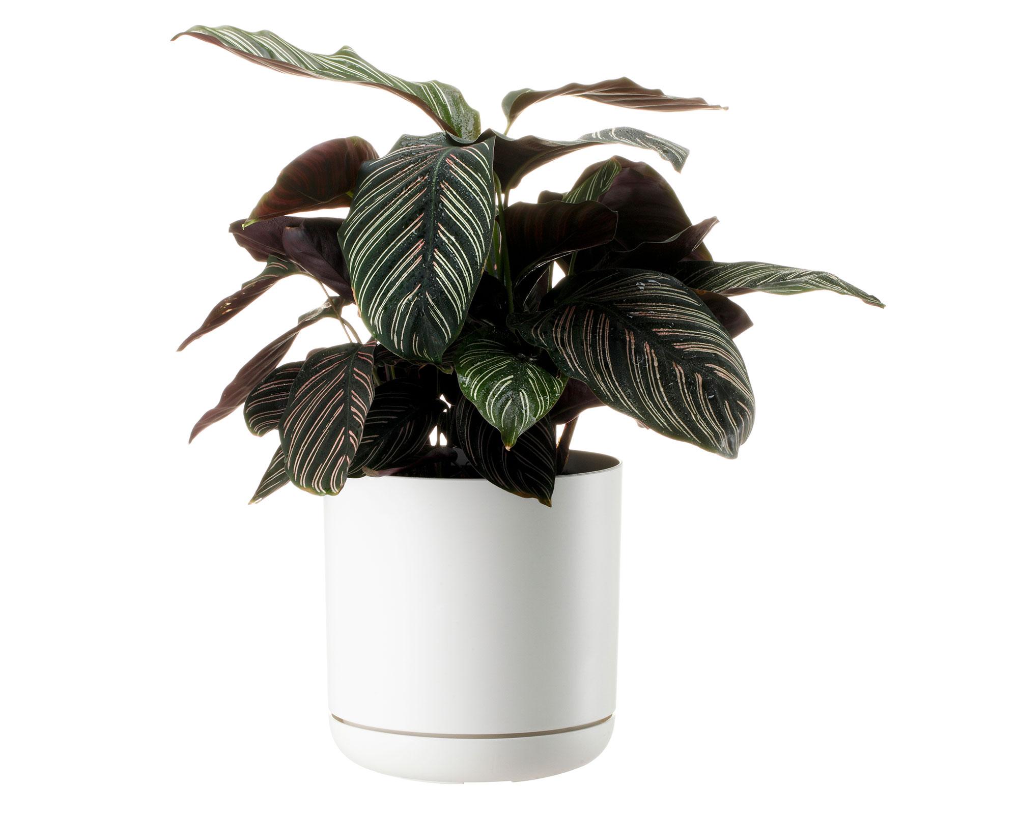 Maceta Oleander blanco 19 cm-4