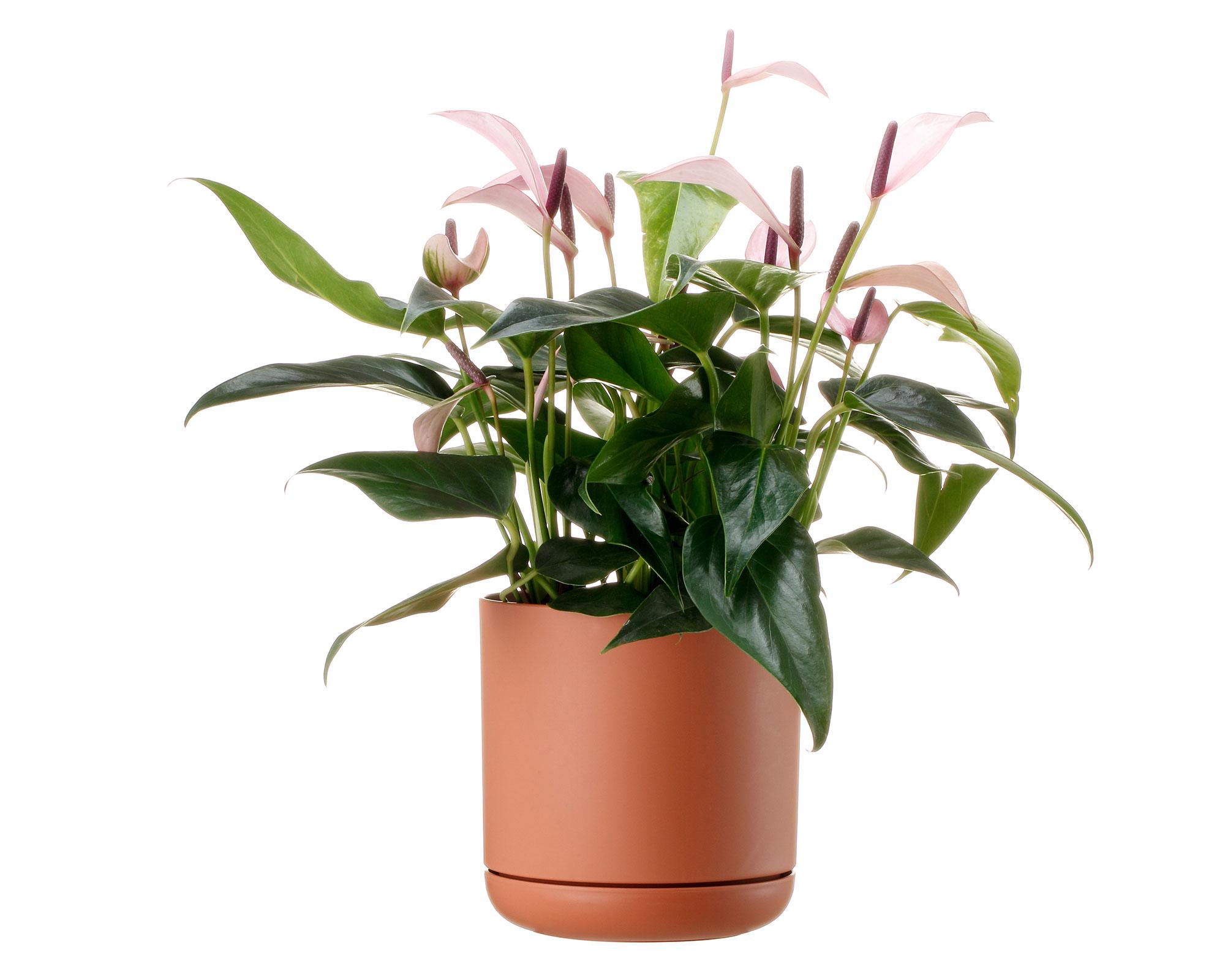 Maceta Oleander rusted 15 cm-5