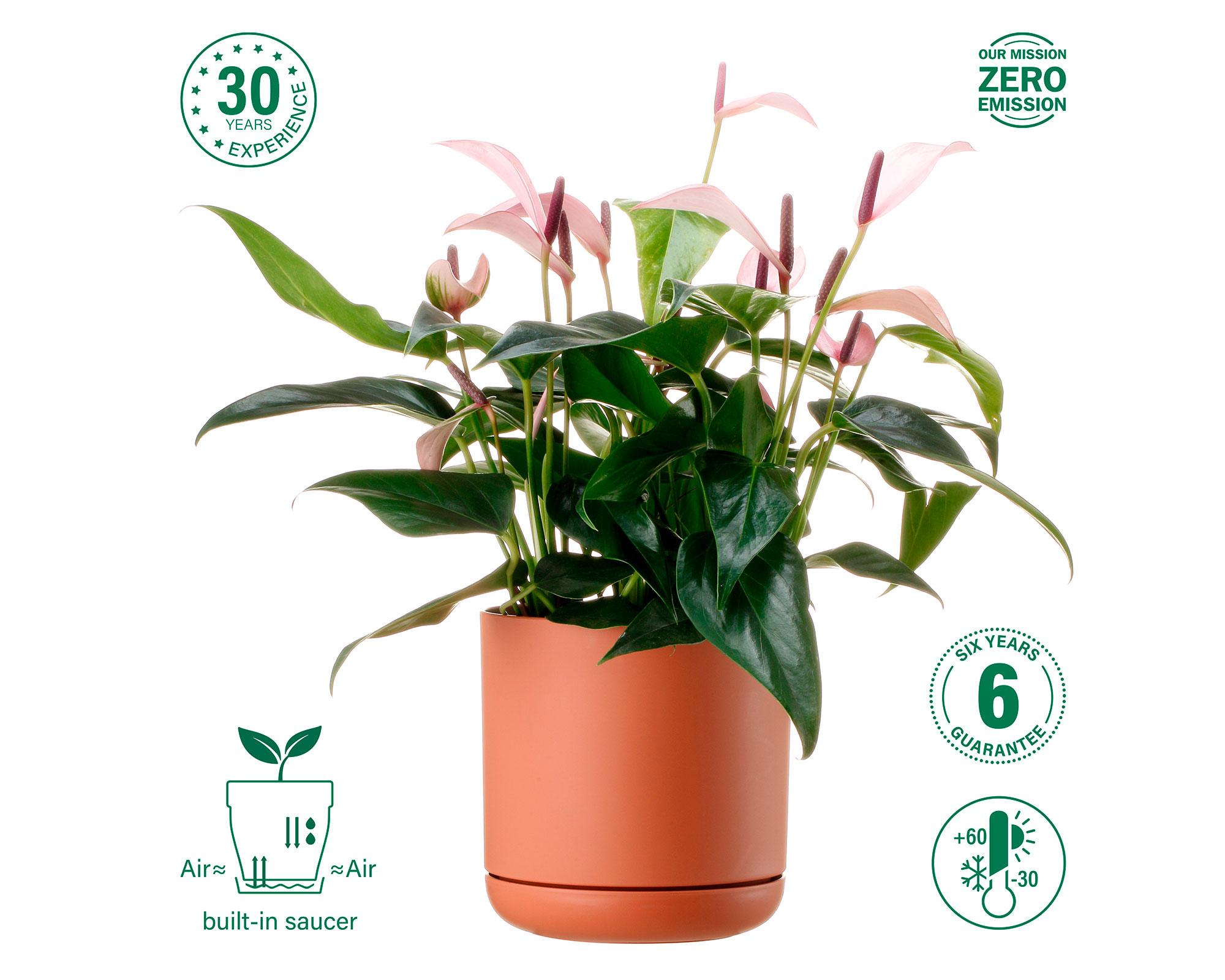 Maceta Oleander rusted 15 cm-4