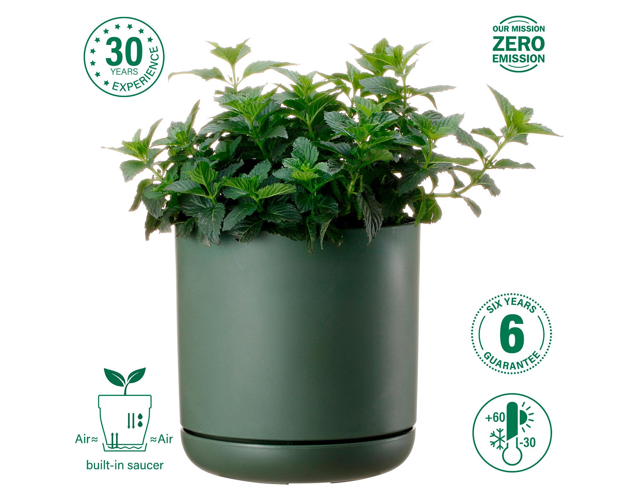 Maceta Oleander verde 15 cm-5