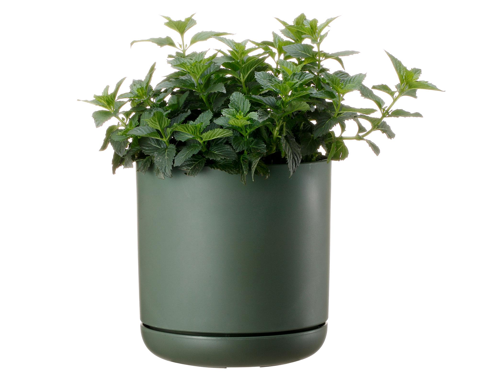 Maceta Oleander verde 15 cm-4