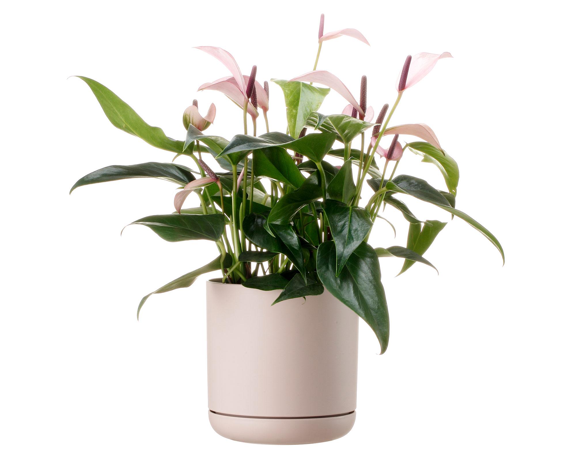 Maceta Oleander ecrue 15 cm-4