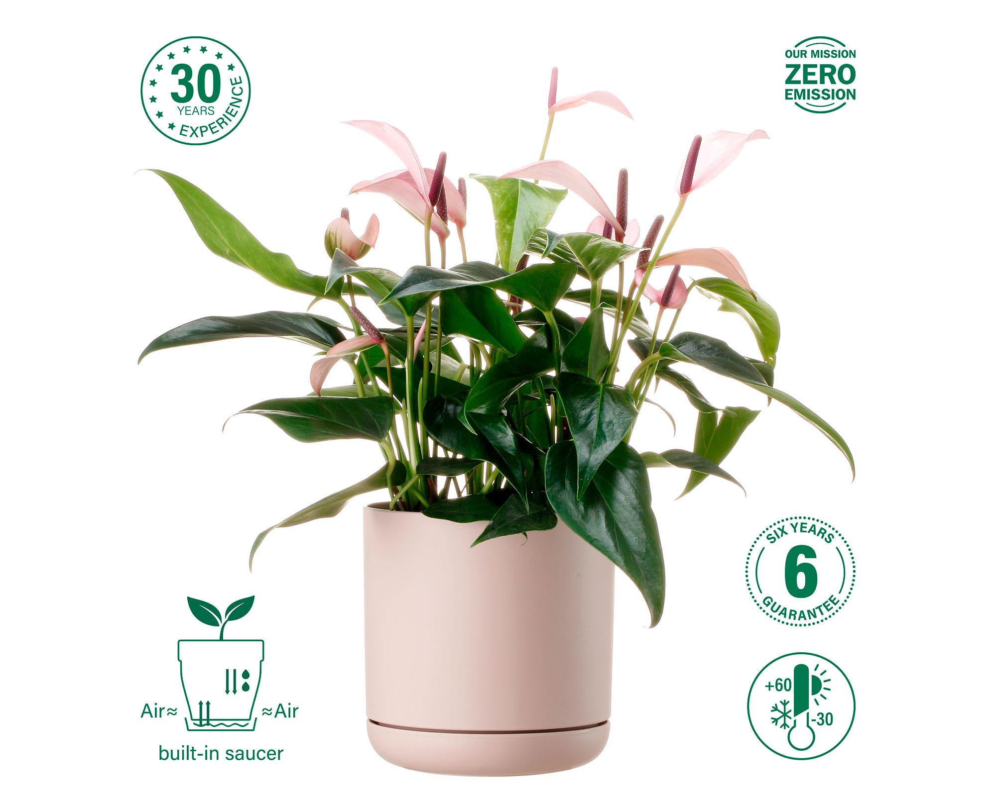 Maceta Oleander ecrue 15 cm-5