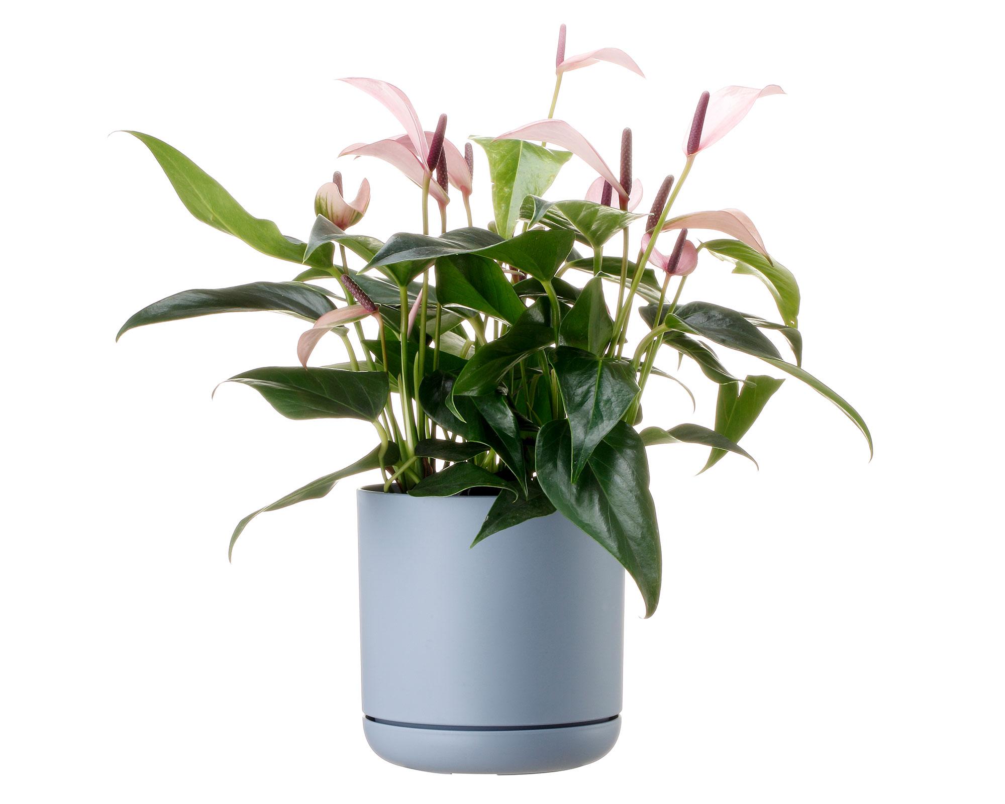 Maceta Oleander blue 15 cm-5